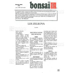 n-5-zelkova-serrata-orme-de-siberie