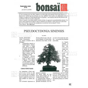 n-11-pseudo-cydonia-cognassier-a-fruits