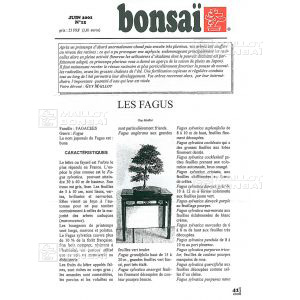 n-12-fagus-hetre