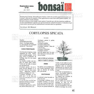 n-16-corylopsis-spicata-noisetier-a-fleurs
