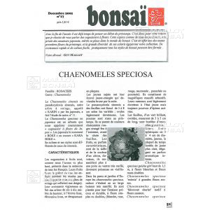 n-17-chaenomeles-speciosa-cognassier-a-fleurs