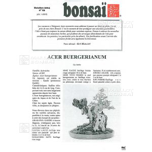 n-23-acer-buergerianum-erable-de-burger-part-1