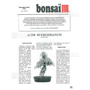 n-24-acer-buergerianum-erable-de-burger-part-2