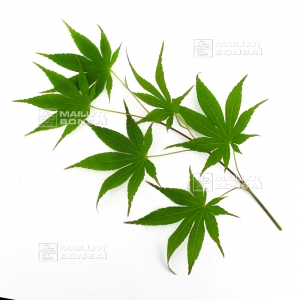 acer-palmatum-seeds-tatsuta