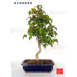 venduacer-buergerianum-ref-0105093