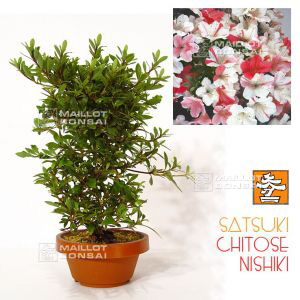 epuiserhododendron-chitose-nishiki