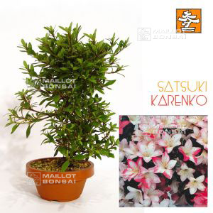 epuiserhododendron-karenko
