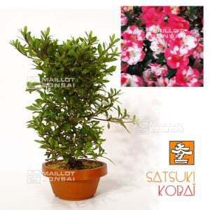 epuiserhododendron-kobai