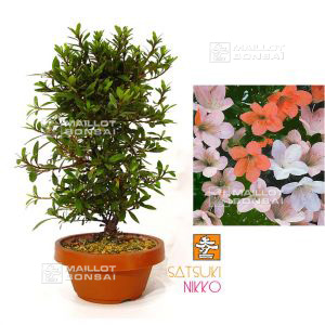 epuiserhododendron-nikko