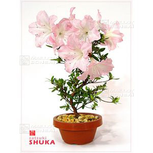 epuiserhododendron-shuka