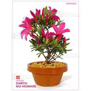 epuiserhododendron-shiryu-no-homare