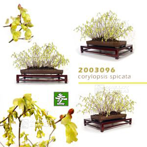 vendunoisetier-a-fleurs-du-japon-ref-2003096
