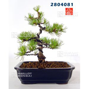 vendupinus-parviflora-ref-2804081