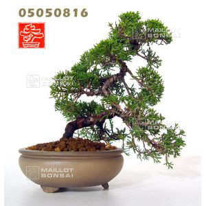 vendujuniperus-chinensis-var-itoigawa-ref-05050