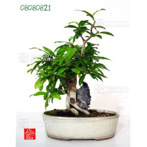 vendupunica-granatum-ref-08080821