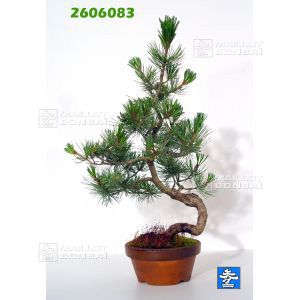 vendupinus-pentaphylla-du-japon-ref-2606083