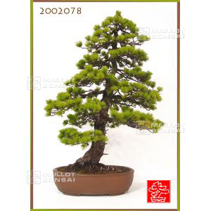 plus-tard-pinus-parviflora-ref-2002078