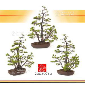 vendupinus-parviflora-ref-20020711