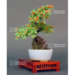 venducotoneaster-ref-250801111