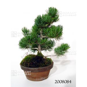 vendupinus-pentaphylla-du-japon-2008084