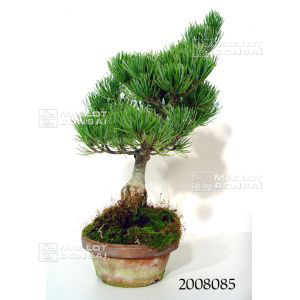 vendupinus-pentaphylla-du-japon-2008085