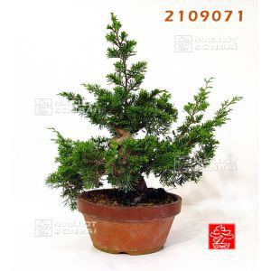 vendujuniperus-chinensis-var-itoigawa-ref-21090