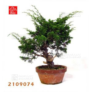 atelier-juniperus-chinensis-ref-2109074