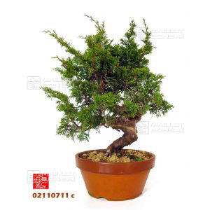 vendujuniperus-chinensis-var-itoigawa-ref-02110