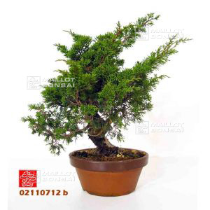 vendujuniperus-chinensis-var-itoigawa-ref-02110