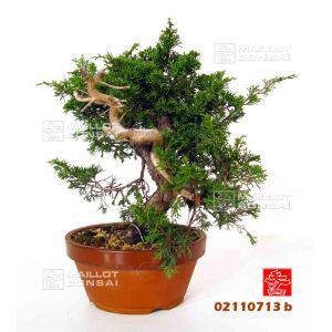vendujuniperus-chinensis-var-itoigawa-ref-02110