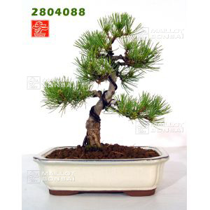 vendupinus-parviflora-ref-2804088