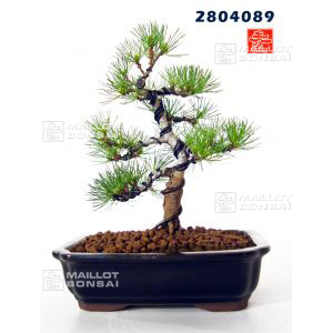 vendupinus-parviflora-ref-2804089
