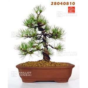 vendupinus-parviflora-ref-28040810
