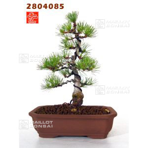 vendupinus-parviflora-ref-2804085