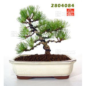 vendupinus-parviflora-ref-2804084