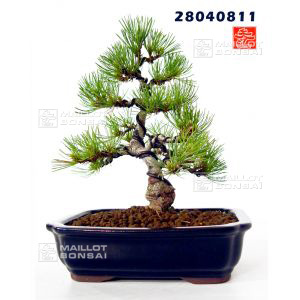 vendupinus-parviflora-ref-28040811