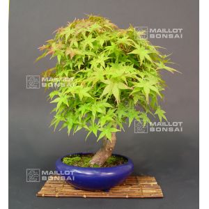 venduacer-palmatum-variete-deshojo-ref-25080118