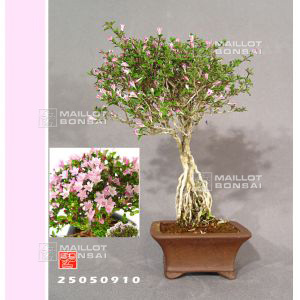 venduserissa-du-japon-ref-25050910