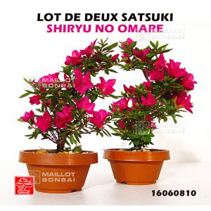 epuiselot-de-2-rhododendron-shiryu-no-homare