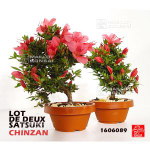epuiselot-de-2-rhododendron-chinzan