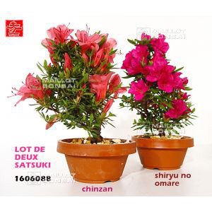 epuiselot-de-2-rhododendron-1-shiryu-no-homare-1-c