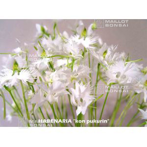 venduhabenaria-radiata-kon-pukurin-vendu-a-l-uni