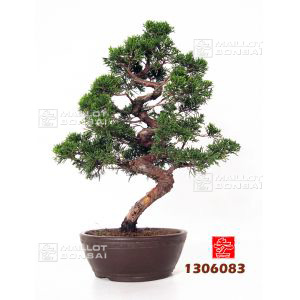 vendujuniperus-chinensis-ref-1306083