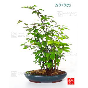 venducarpinus-laxiflora-ref-1507085