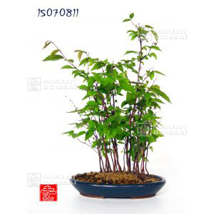 venducarpinus-laxiflora-ref-15070811