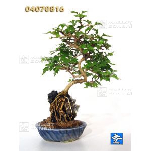 vendupremna-japonica-ref-04070816