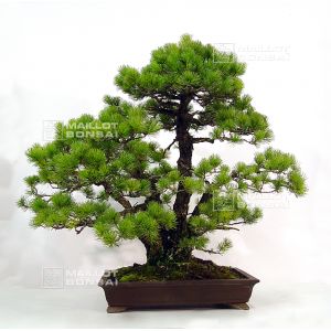 vendupinus-pentaphylla-ref-25110131
