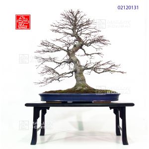 vendu-acer-palmatum-ref-02120131