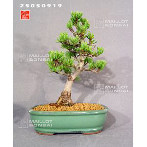 pinus-parviflora-ref-26060811
