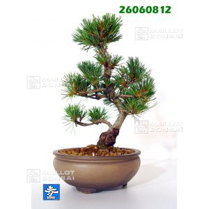 vendupinus-parviflora-ref-26060812